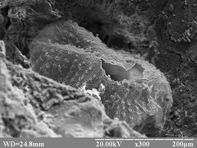 Laboratory of electron microscopy