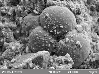 Laboratory of electron microscopy